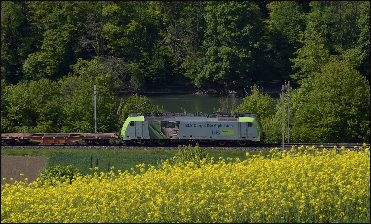 Beim Leuchten mit Signalfarbe macht Re 486 506-9 der BLS dem Rapsfeld Konkurrenz. Im Hintergrund der Rhein. Etzgen, Mai 2017.