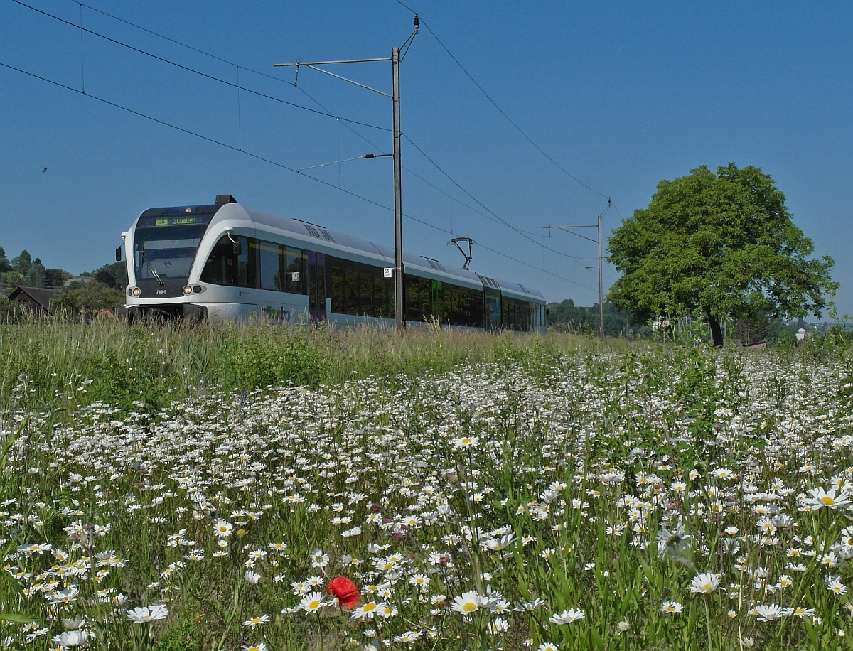 Blick bers Margeritenfeld - Kurz nach der Abfahrt an der Haltestelle Triboltingen ist am 07.06.2014 von Schaffhausen kommend S8 23842 unterwegs nach St. Gallen.