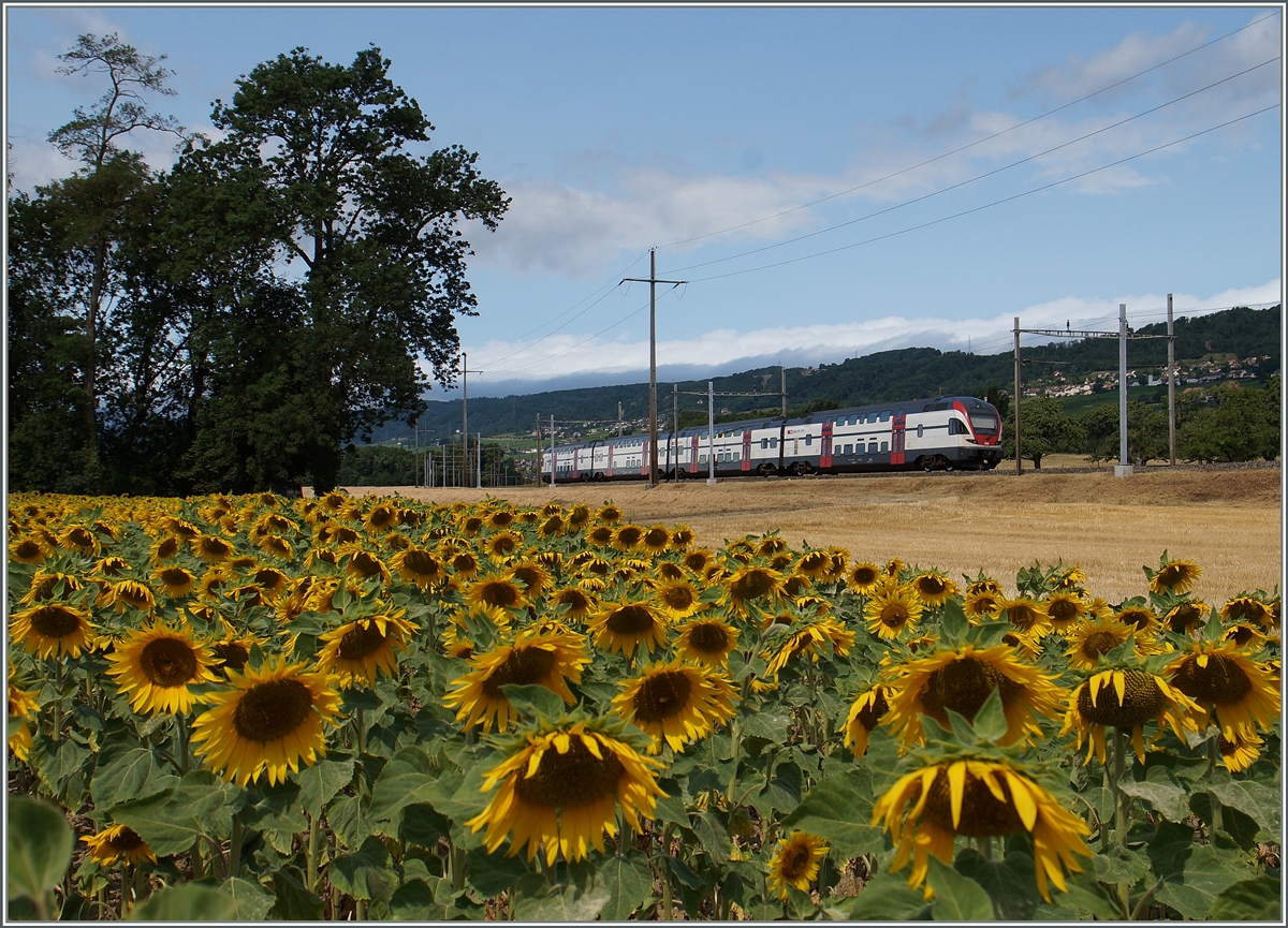 Ein SBB RABe 511 verkehrt als RE 3218 von Vevey nach Genève und konnt kuzr nach Allaman fotogariert werden.
8. Juli 2015