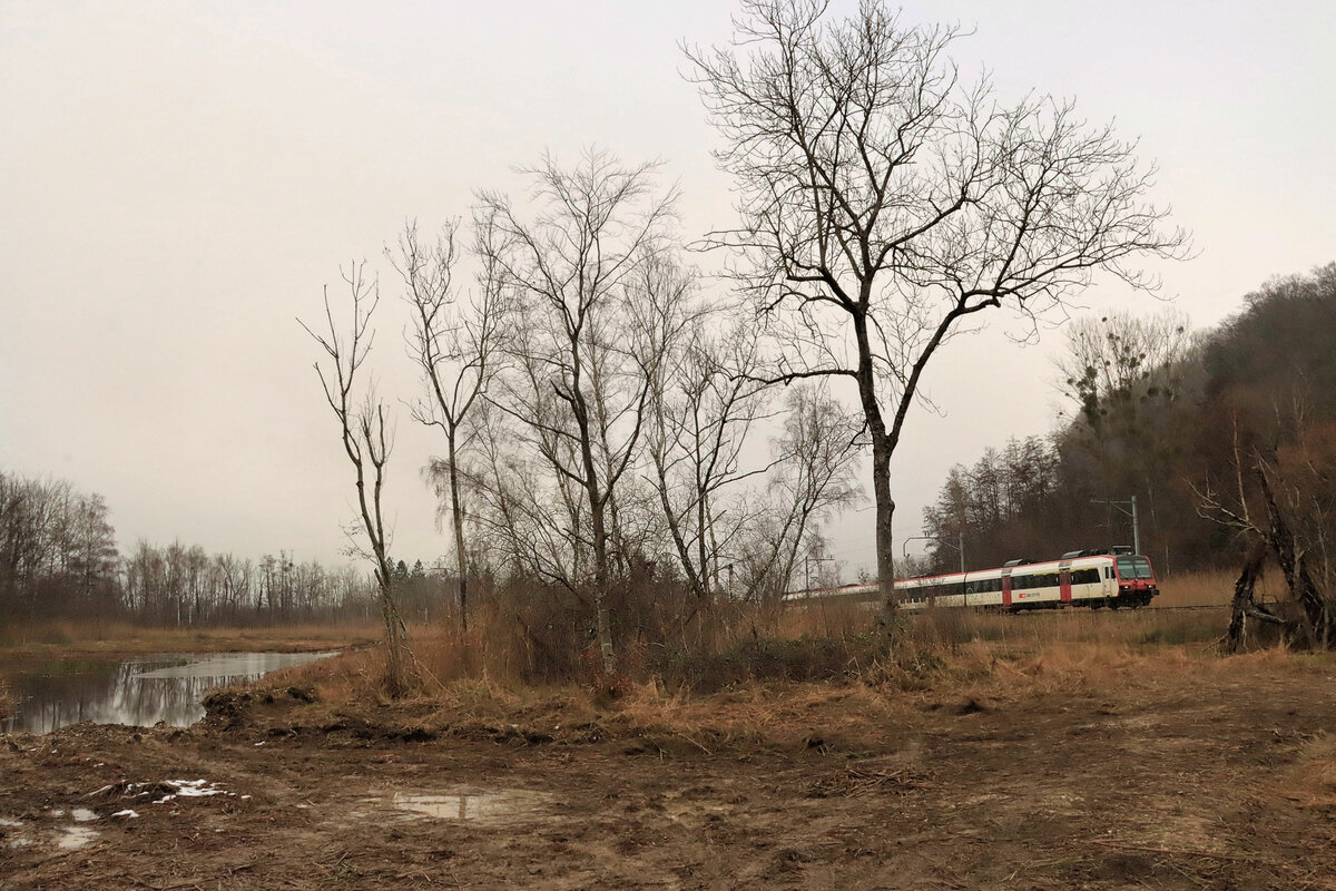 Im Naturschutzgebiet der Grande Cariçaie. Domino-Zug der S-Bahn Fribourg S30 unterwegs zwischen Estavayer-le-Lac und Cheyres. 14.Dezember 2021  