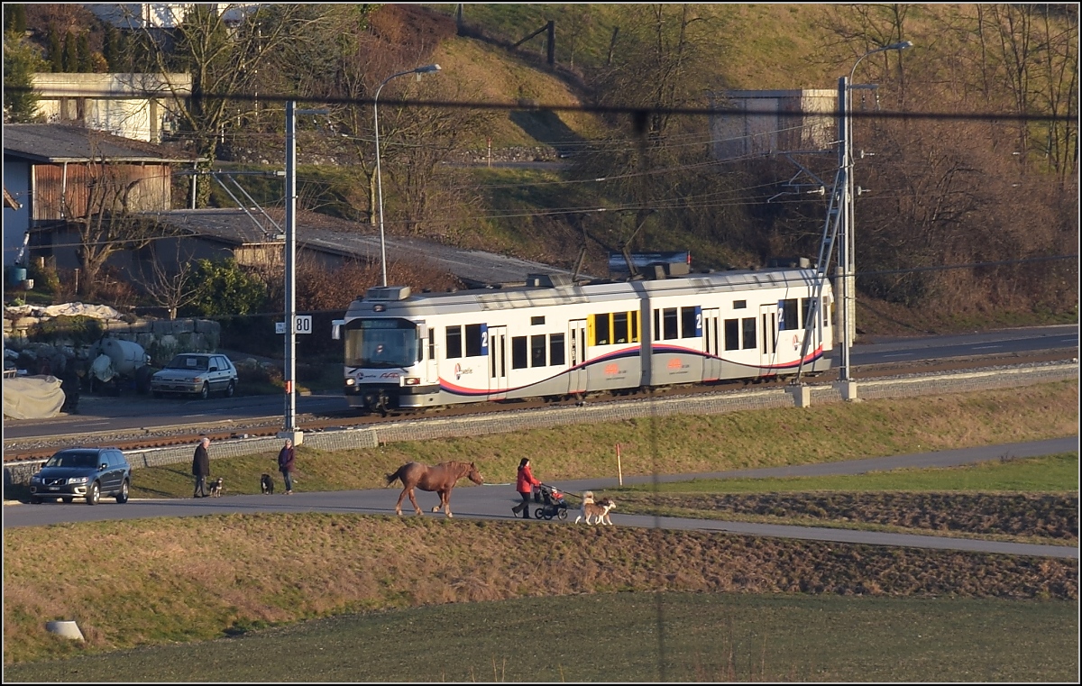 Nette Szene in Zetzwil, Man geht nicht mit Hunden und Kind spazieren, nein, der Gaul wird auch noch Gassi geführt. Die kleine Szene zum Schmunzeln verführt auch dazu mal einen unscharfen Zug der neuen Triebzuggerenation auf der Wynentalbahn zu zeigen. Dezember 2016.