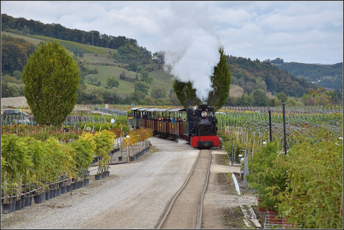 Unikum in der Schweiz, die Schinznacher Baumschulbahn mit 600 mm Schmalspurbahn. Lok Sequoia zeigt, was in einem dampfenden Mammutbäumchen so alles steckt. Oktober 2016. 