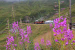 Dampfbahn Furka Bergstrecke: Ein roter Zug mit Lok HG 3/4 4 auf der Furka, inmitten von wunderschönen Weidenröschen.