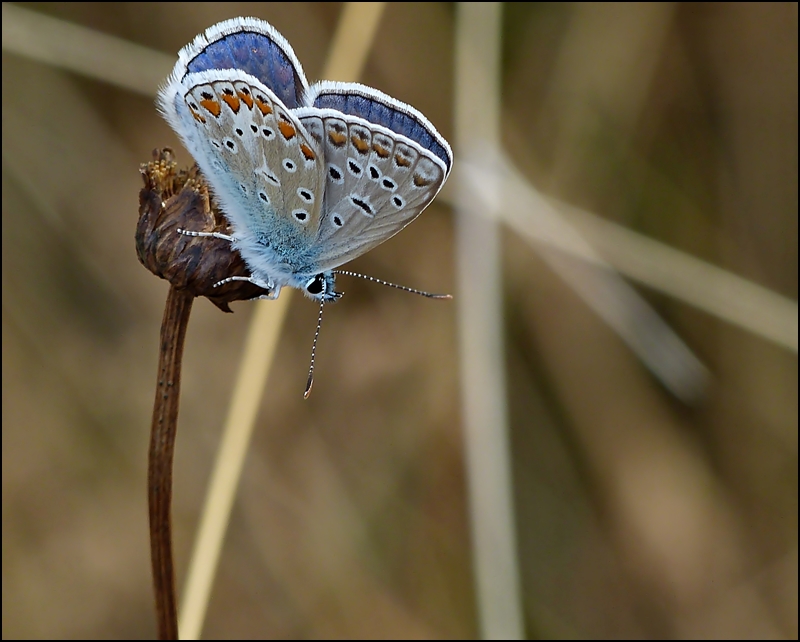 . Das Mnnchen des Hauhechel-Blulings (Polyommatus icarus) turnt auf einer Samenkapsel. 25.07.2013 (Jeanny)