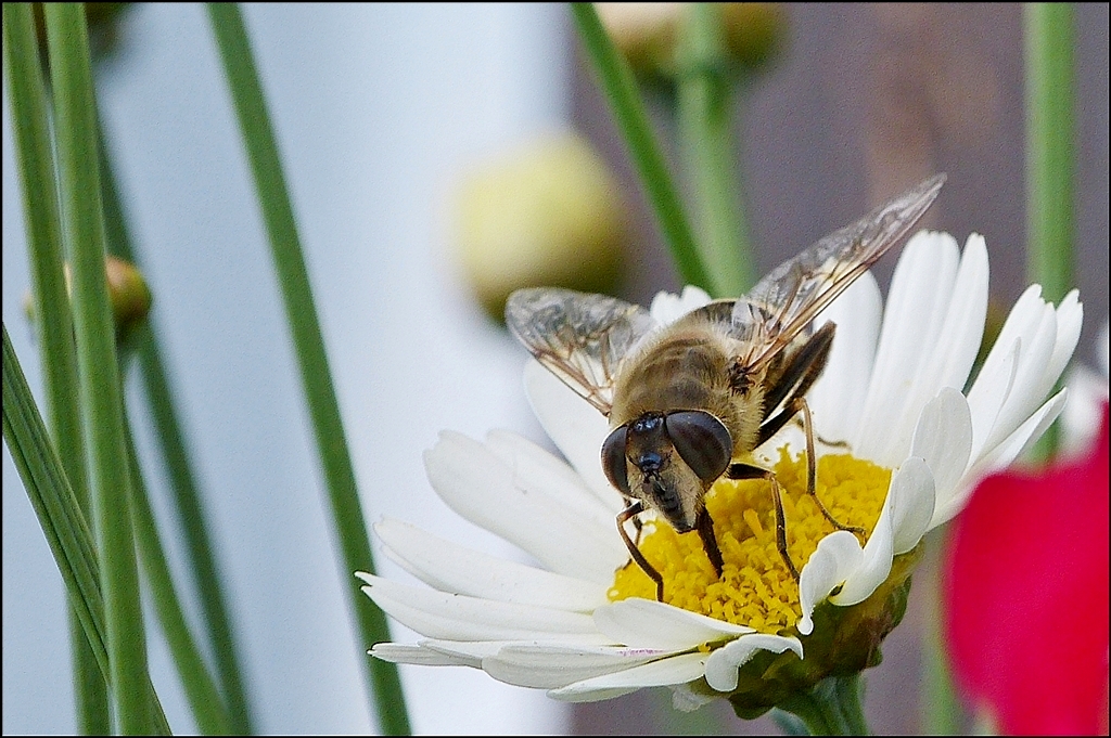 . Dicker Brummer. 05.07.2013 (Jeanny)