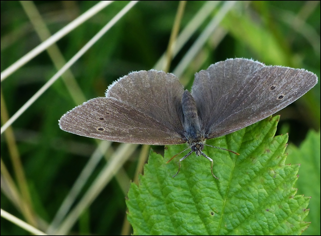 . Ein Schornsteinfeger [brauner Waldvogel (Aphantopus hyperantus)] der etwas anderen Art. 25.07.2013 (Jeanny)