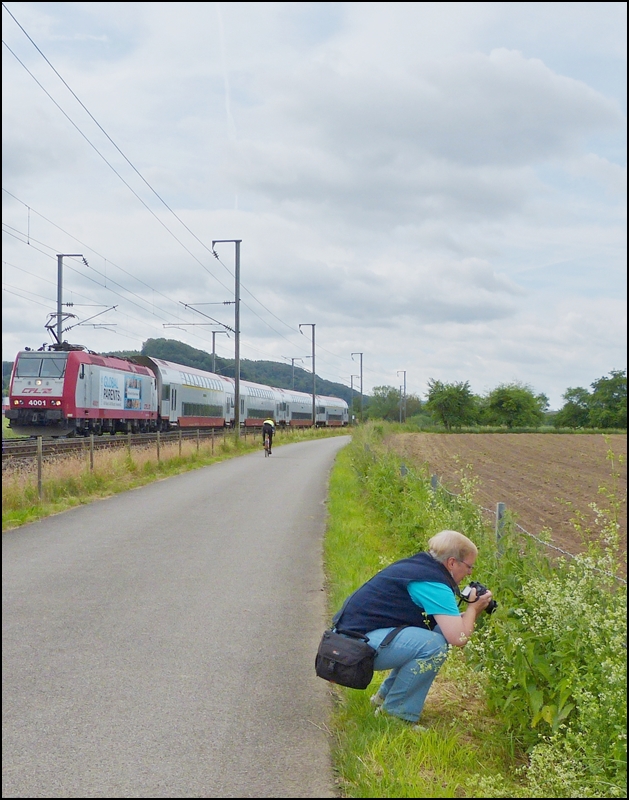 . Eine Bahnfotografin auf Abwegen - Der vorbeifahrende IR 3710 Luxembourg - Troisvierges lsst die nette Fotografin vllig kalt, sie widmet sich seelenruhig der Flora und Fauna am Wegesrand zwischen Lintgen und Mersch. 15.06.2013 (Jeanny)