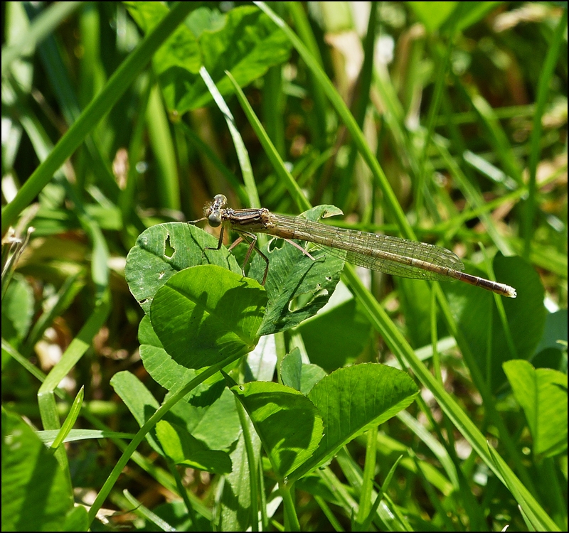 . Farbenvielfalt am See (II). 08.07.2013 (Jeanny)