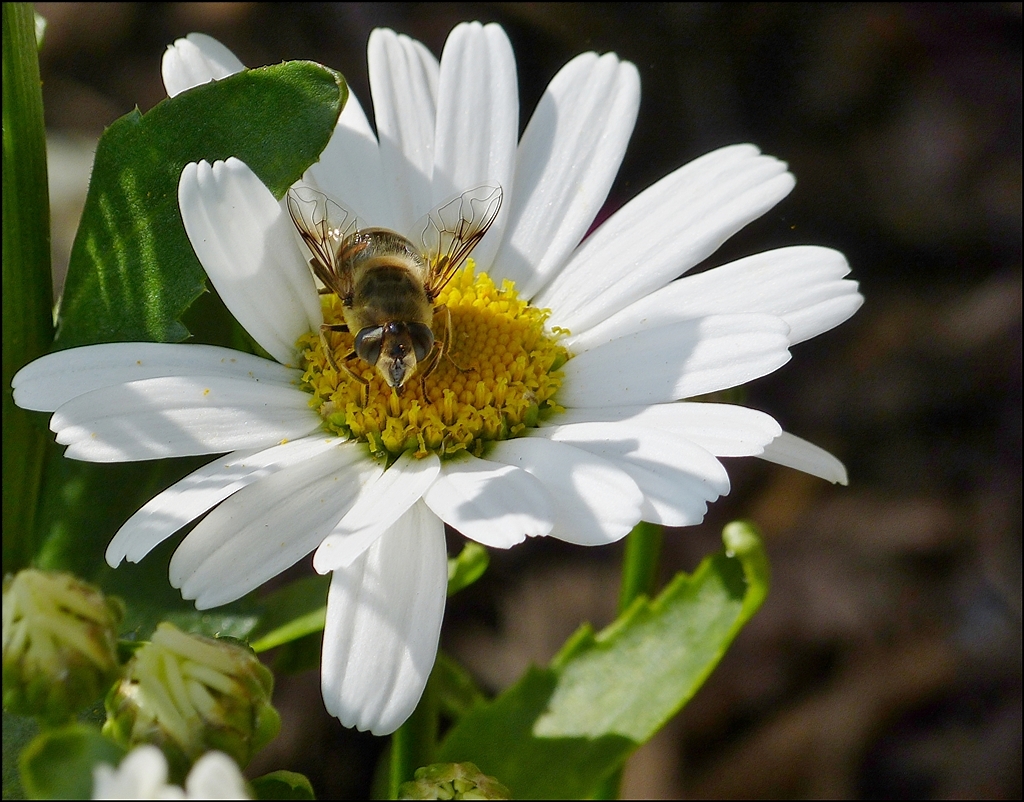 . Faszinierende Flgel. 12.07.2013 (Jeanny)