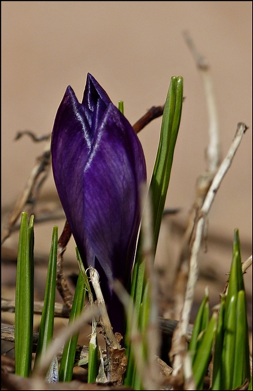 . Frhling 2013 - Der erste Krokus in unserem Garten. 06.03.2013 (Jeanny)