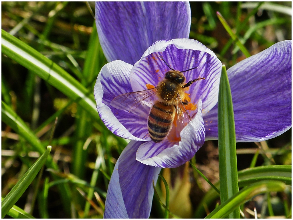 . Frhling 2013 - Ein Bienchen im Nektarrausch. 07.04.2013 (Jeanny)