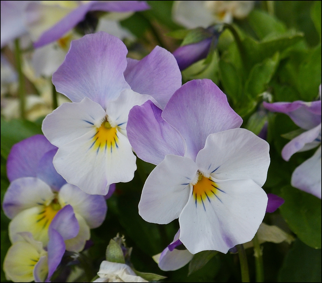 . Frhling 2013 - Stiefmtterchen. 16.04.2013 (Jeanny)