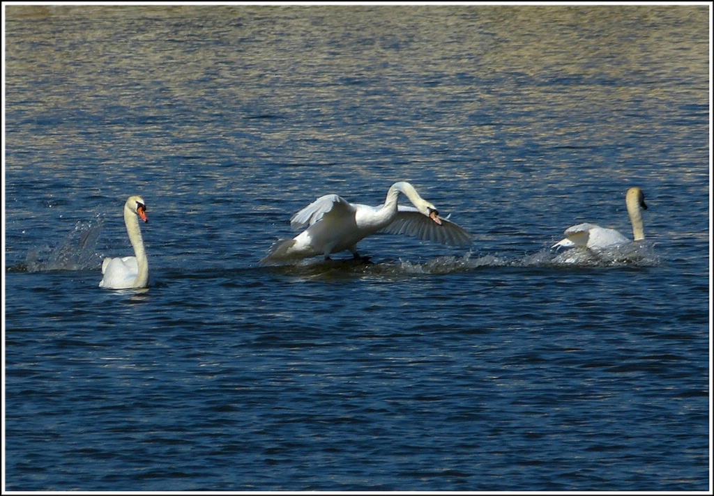 ... ging's bei den Schwnen nicht so harmonisch zu. 01.04.2012 (Jeanny)