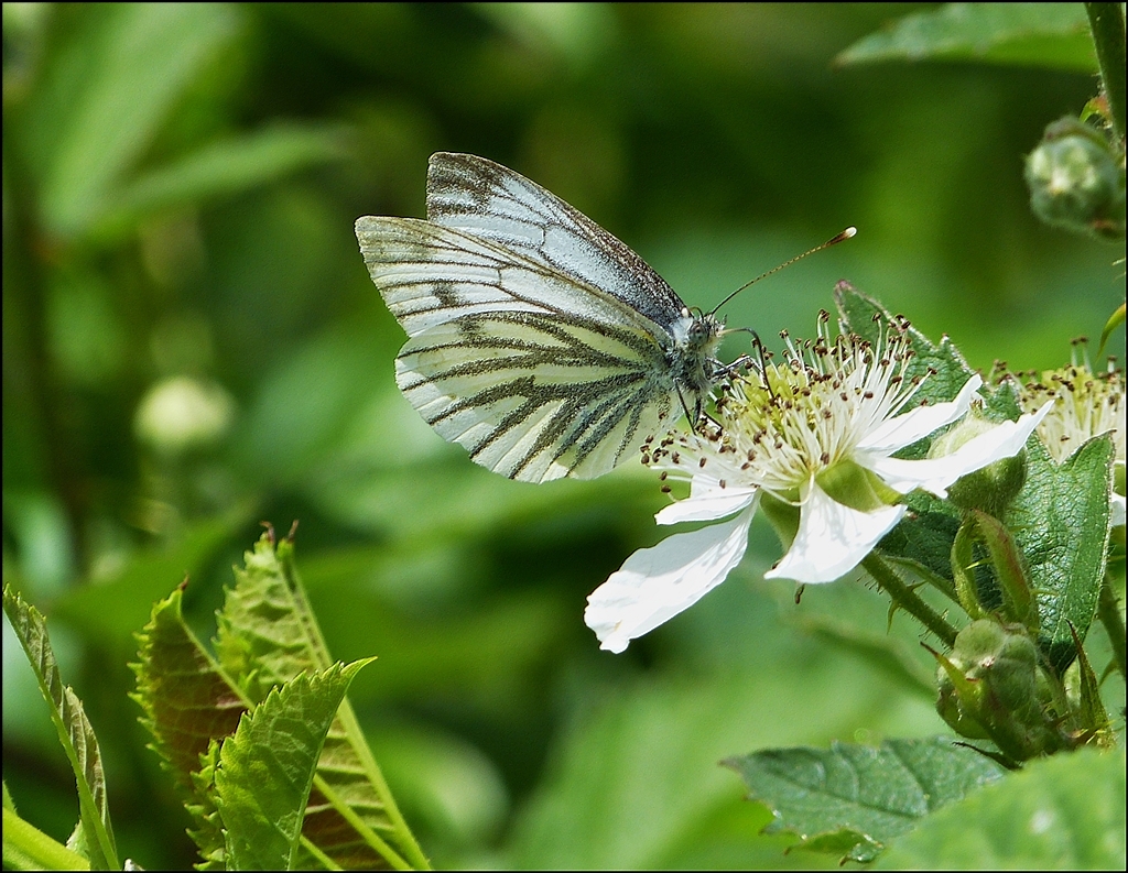 . Nektarnaschen an einer Brombeerblte. 01.07.2013 (Jeanny)