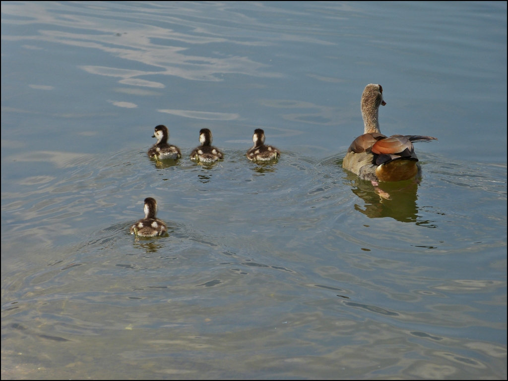 . Schwimmstunde auf der Mosel: Bitte jetzt rechts abbiegen. 16.07.2013 (Jeanny)