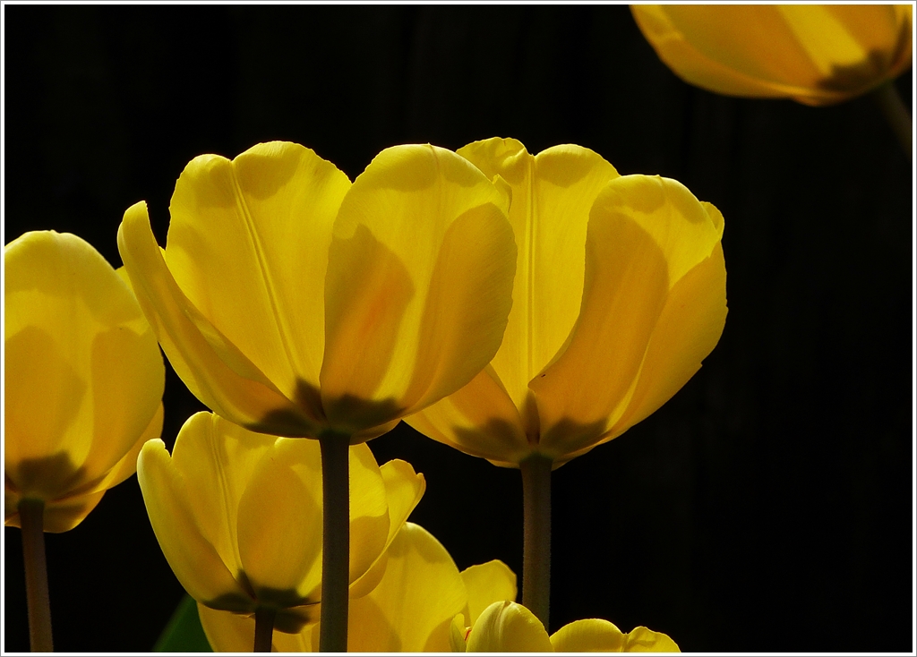 . Wehmtige Erinnerungen an den Frhling 2012 - Tulpen in Ettelbrck. 14.04.2012 (Jeanny)