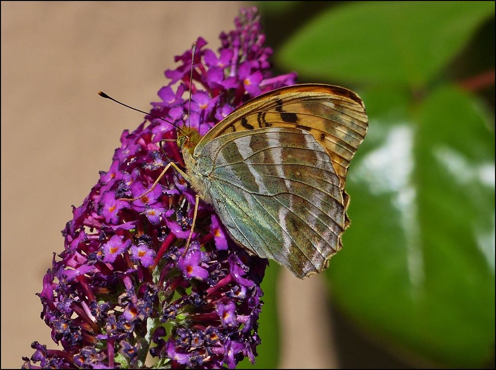 . Wenn der Kaisermantel (Argynnis paphia) die Flgel geschlossen hlt, wird er seinem deutschen Namen  Silberstrich  gerecht. 01.08.2013 (Jeanny) 