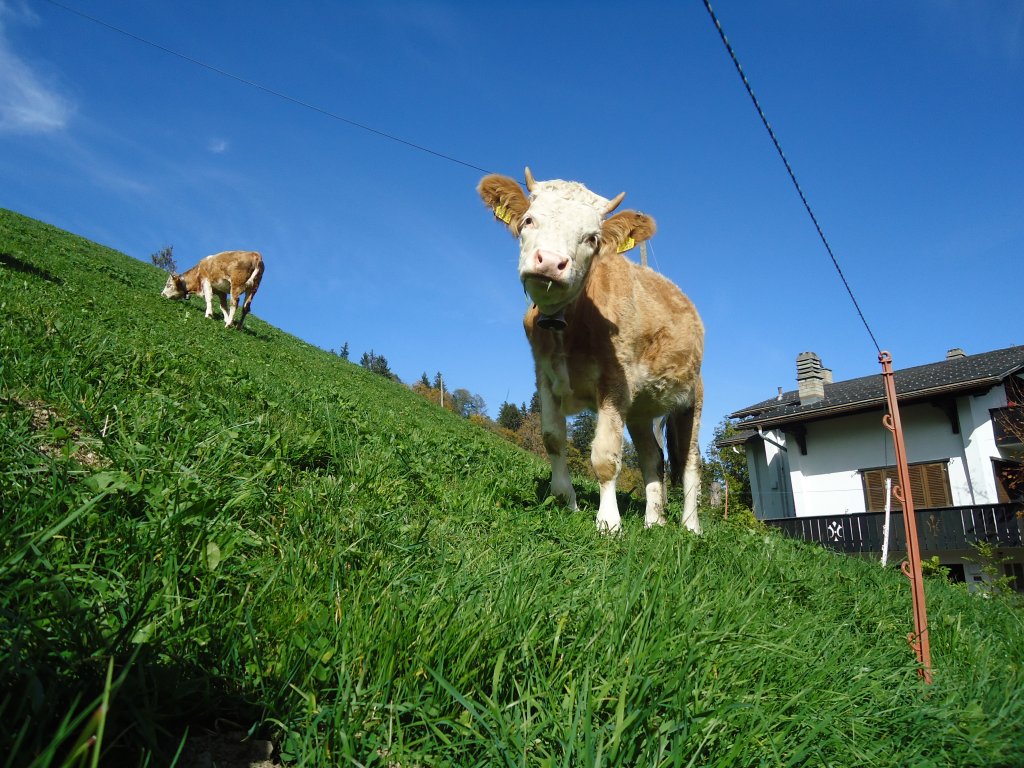 (130'375) - Ein gwundriges Guschti auf dem M�hleport bei Adelboden am 11. Oktober 2010