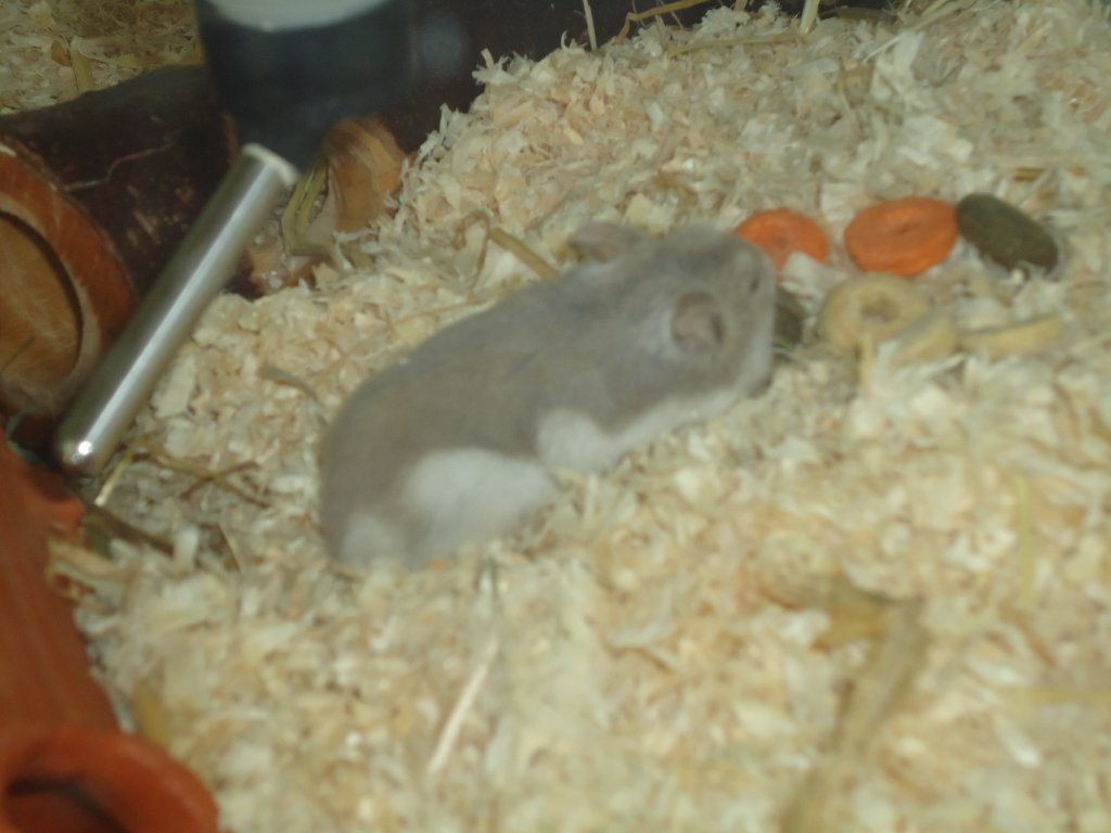 (132'776) - H�mi, der Hamster beim Fressen am 8. M�rz 2011