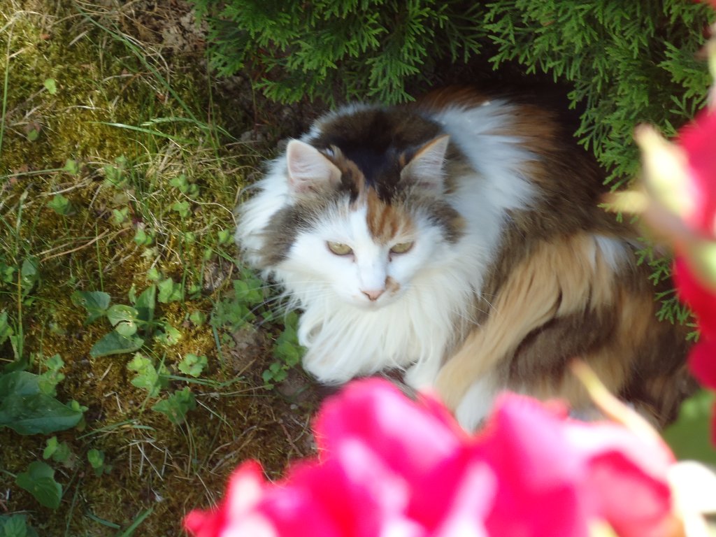 (133'936) - Katze Fortuna am Schatten am 30. Mai 2011