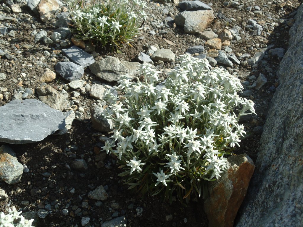 (135'745) - Edelweiss beim Steingletscher am 21. August 2011