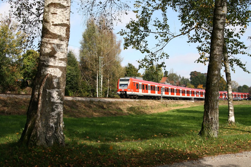 Am 11.10.12 bin ich mal nach Grafing gefahren. Dieser Ort liegt in der Nhe von Ebersberg, der Endstation der S4. Die Birkenallee lud zum Fotografieren eines 423 frmlich ein. Ich finde die Triebzge fotogen, gerade wegen der verkehrsroten Farbe, die Kontraste setzt und weil sie sich so schn durch so manche Gegend schlngeln.