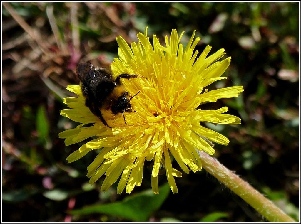 Am Nektar naschen. 29.04.2012 (Hans)