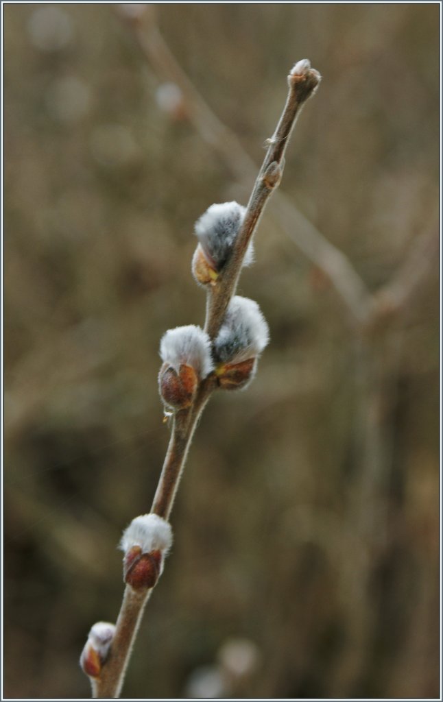 Auch ein Frhlingsbote: Weidenktzchen 
(12.03.2013)