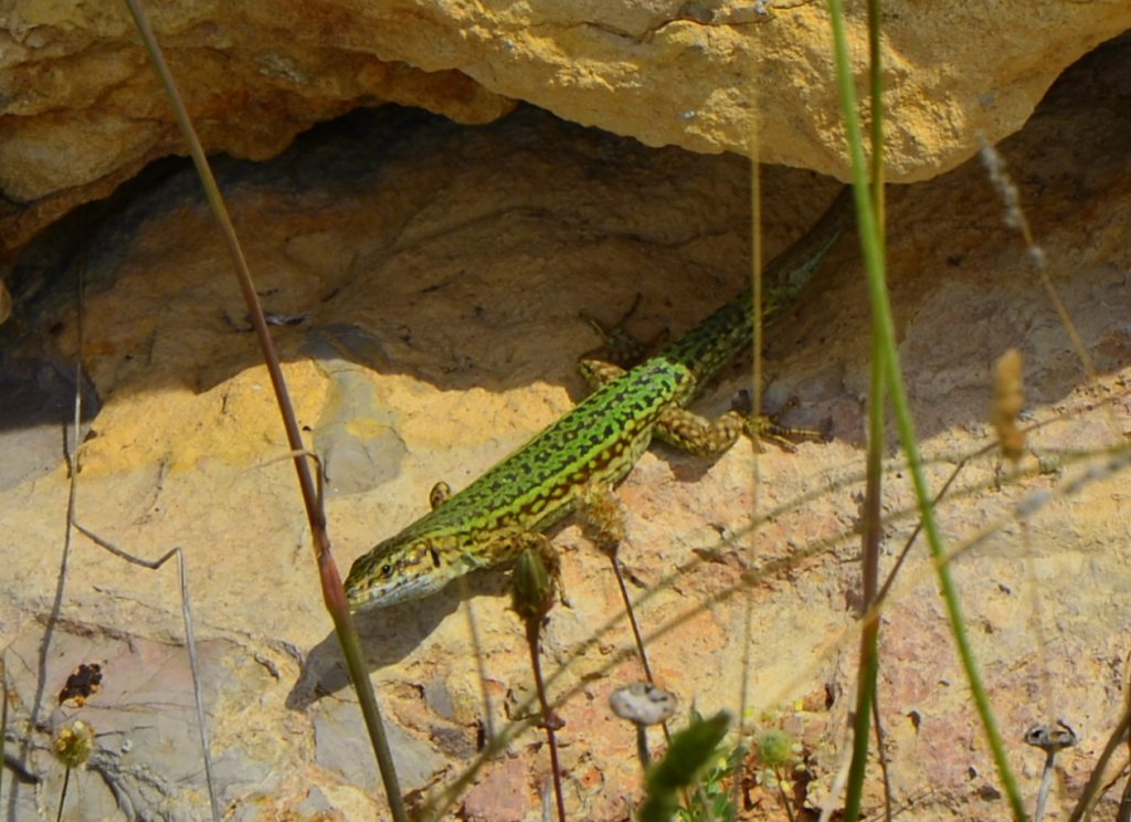 Auf Ibiza trifft man hufig auf flinke Eidechsen. Es gibt ber 30 verschiedene Arten in allen erdenklichen Farben. Dieses Exemplar habe ich bei einem Spaziergang in der Nhe des Leuchturmes Botafoc entdeckt. (09.05.2013)





