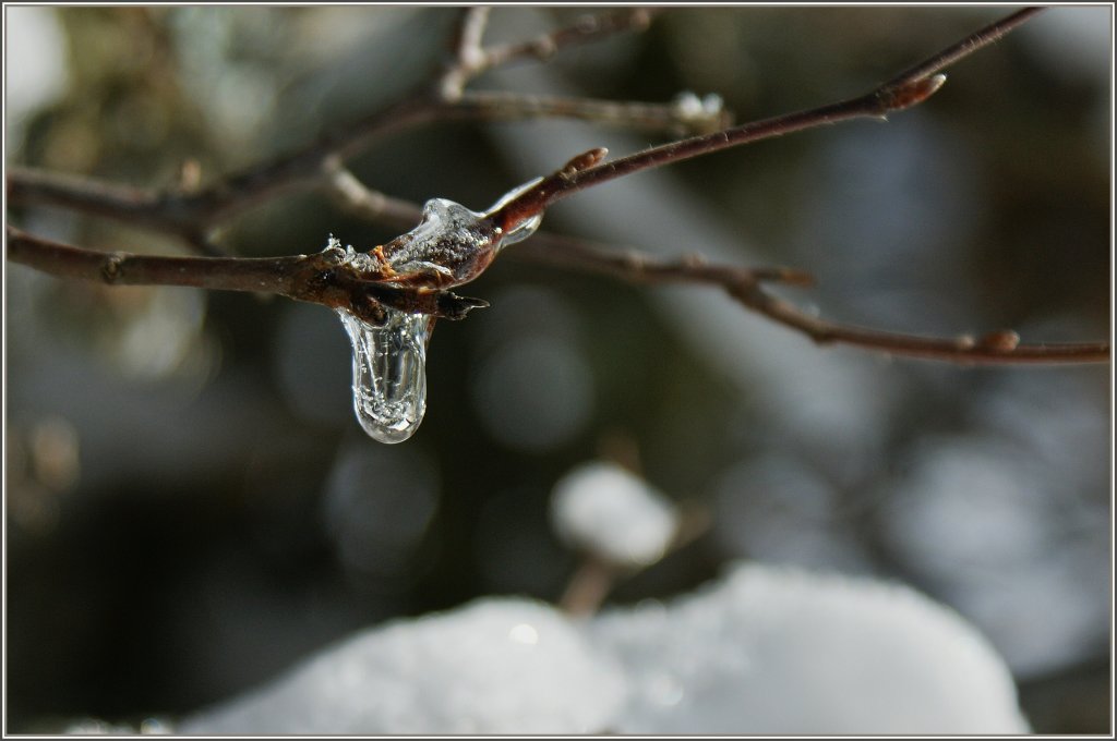 Baumschmuck der etwas anderen Art.
(30.11.2012)