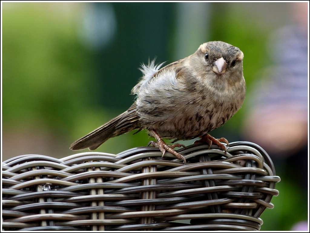 Bekomme ich auch was ab? Bourtange, 10.05.2012 (Jeanny)