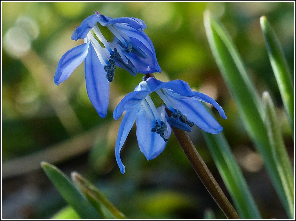 Blaue Farbtupfer. 22.03.2012 (Jeanny)