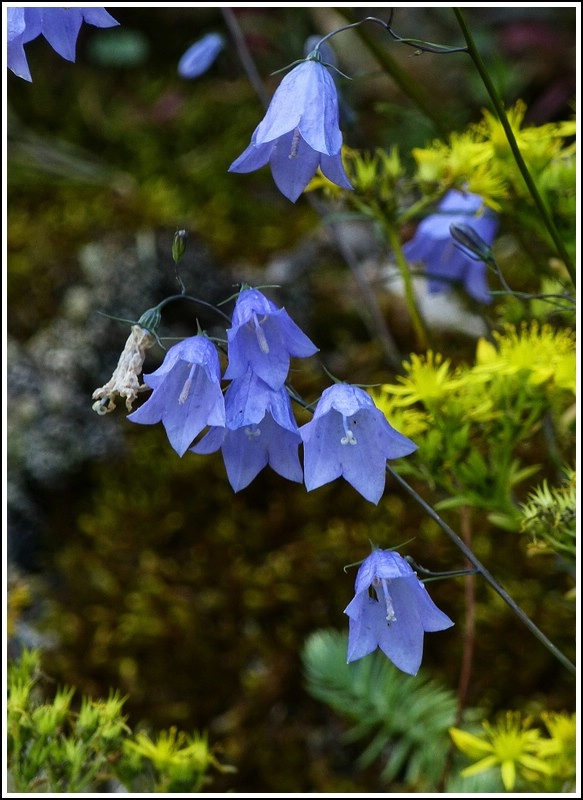 Blaue Glocken am Wegesrand. 22.07.2012 (Jeanny)