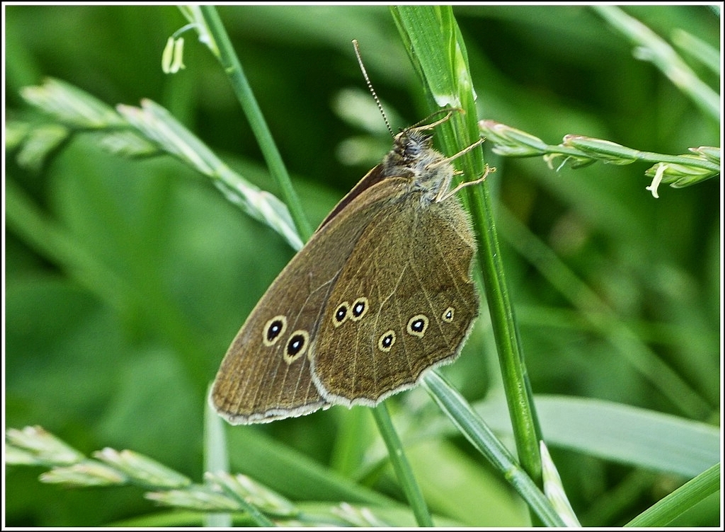 Brauner Waldvogel oder Schornsteinfeger (Aphantopus hyperantus). 07.07.2012 (Jeanny)