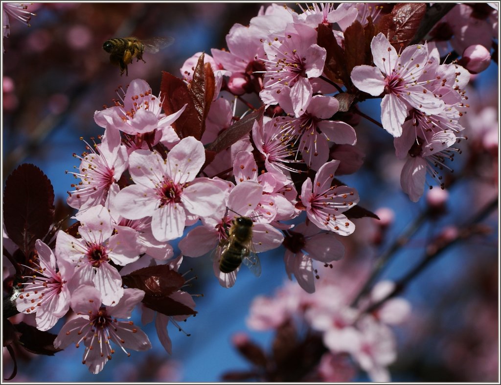 Bunte Frhlingsblten locken die Bienen mit ihrem Duft.
(01.04.2011)