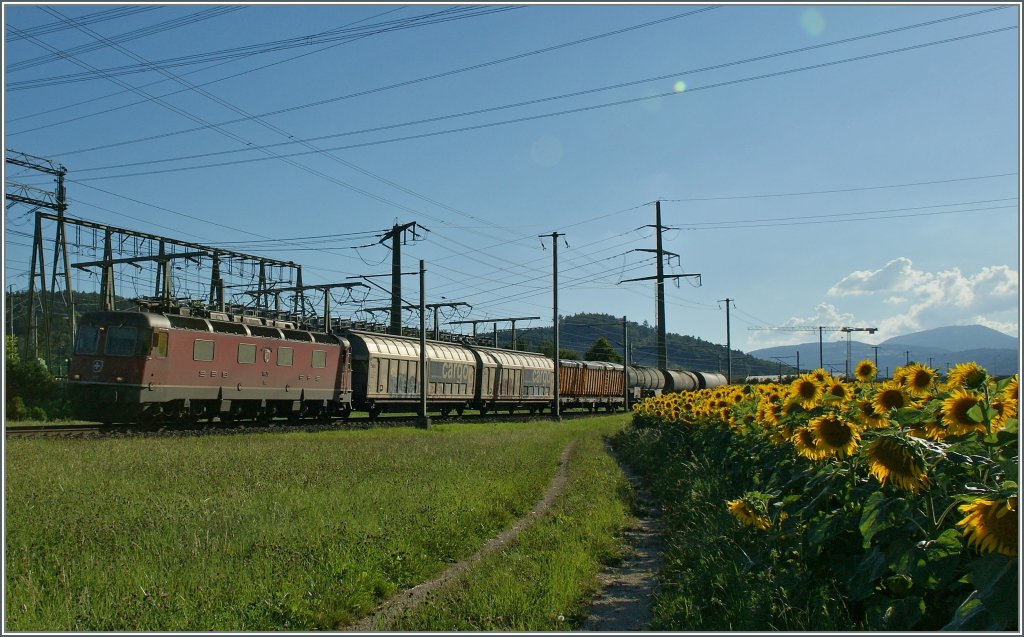 Da sich der Sommer langsam den Ende entgegenneigt, noch ein paar letzte Sonnenblumengegenlichtbilder: Eine Re 6/6 mit einem Gterzug bei Pieterlen
31. Juli 2013