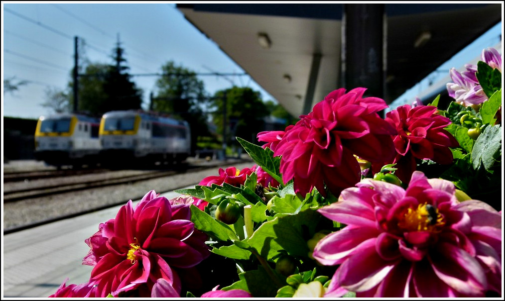 Dahlien in Welkenraedt. 20.08.2011 (Jeanny)