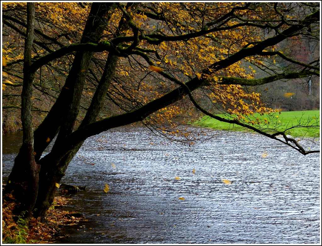 Der Versuch die fallenden Bltter bildlich festzuhalten. 16.11.2011 (Jeanny)