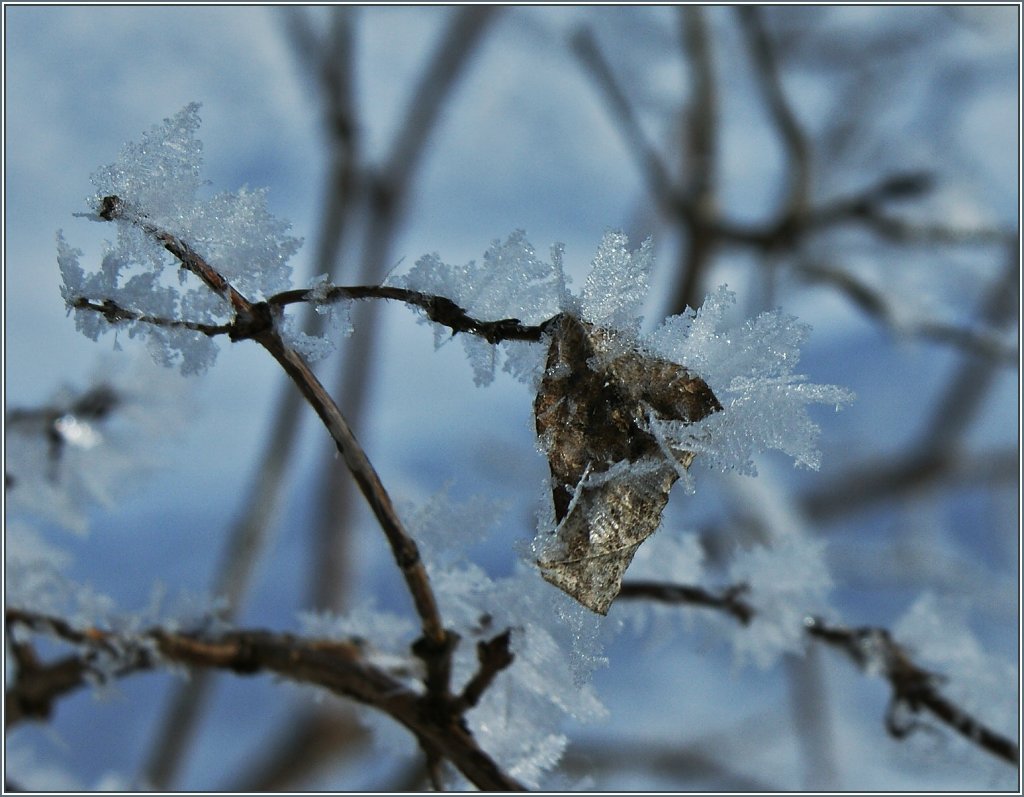 Der Winter als Knstler.
(14.02.2013)