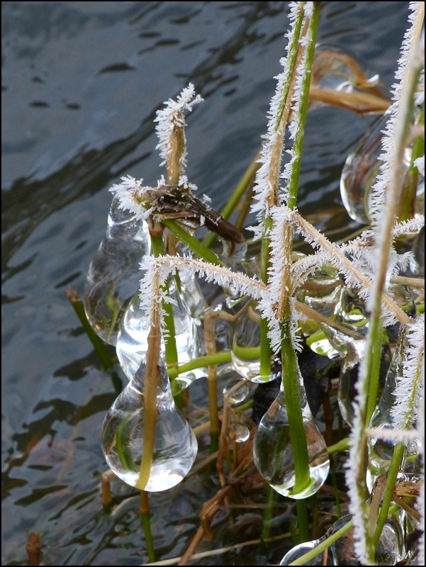 Der Winter hat sich mal wieder als Knstler bettigt. 14.01.2013 (Jeanny)