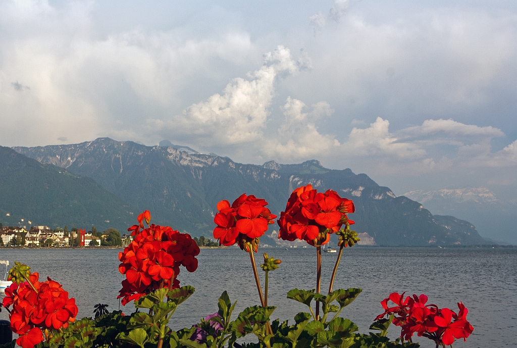 Die Antwort auf : http://wwwfotococktail-revival.startbilder.de/name/einzelbild/number/203311/kategorie/Stadt+und+Land~Schweiz~Diverses.html , das hat Er fotografiert. Vevey am 25.05.2012, Geranien und dann der Blick ber den See Richtung Montreux und die Waadtlnder Alpen.