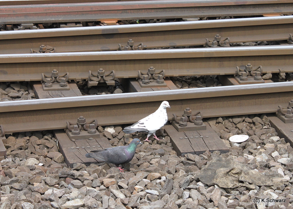 Die neuen Mitarbeiter von DB Netz bei der kontrolle der GLeise in der Bahnhofsausfahrt von Kln Hbf richtung Kln Messe/Deutz :D (19.05.2011)