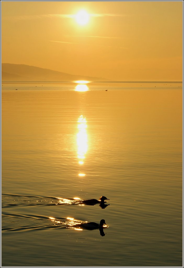 Ein Entenpaar im Sonnenuntergang
(27.02.2012)