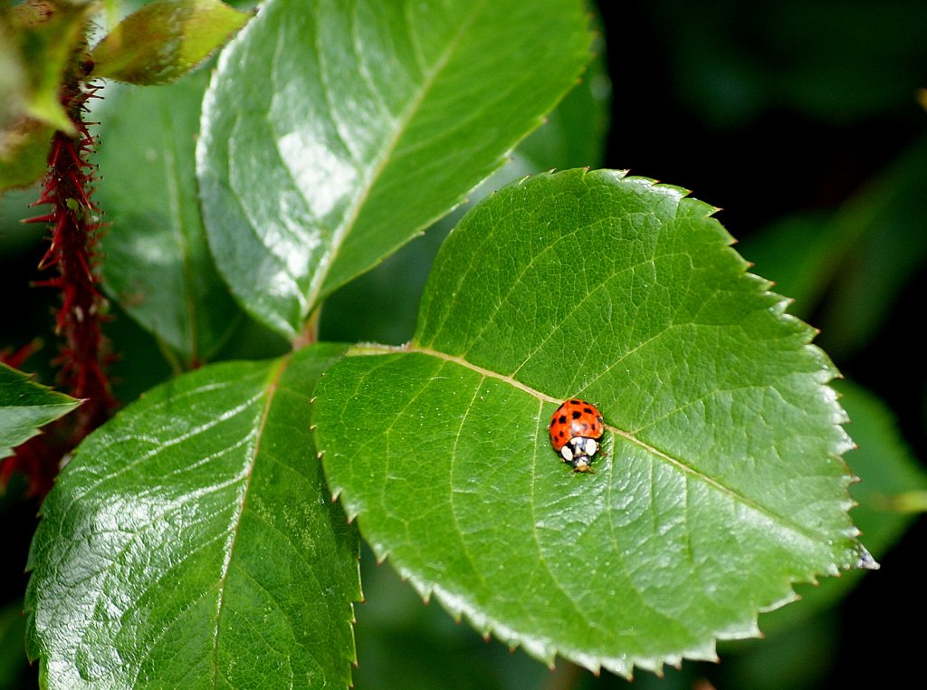 Ein Marienkfer auf einem Rosenblatt
(07.06.2010)