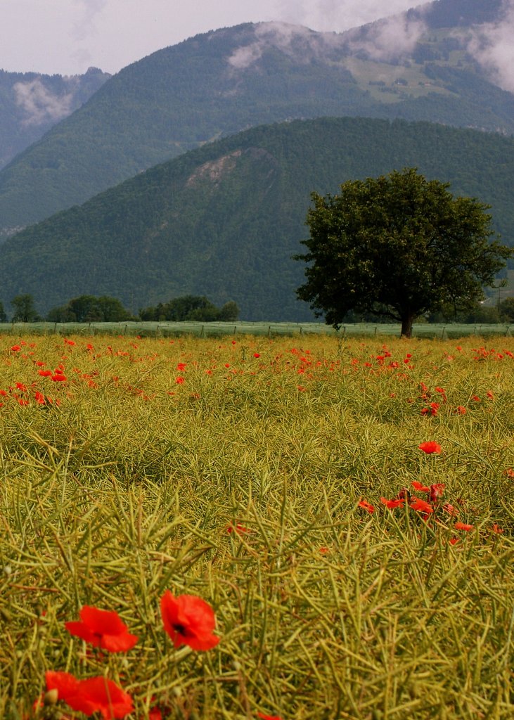 Ein Rapsfeld mit Mohnblumen im Rhonetal
(14.06.2010)