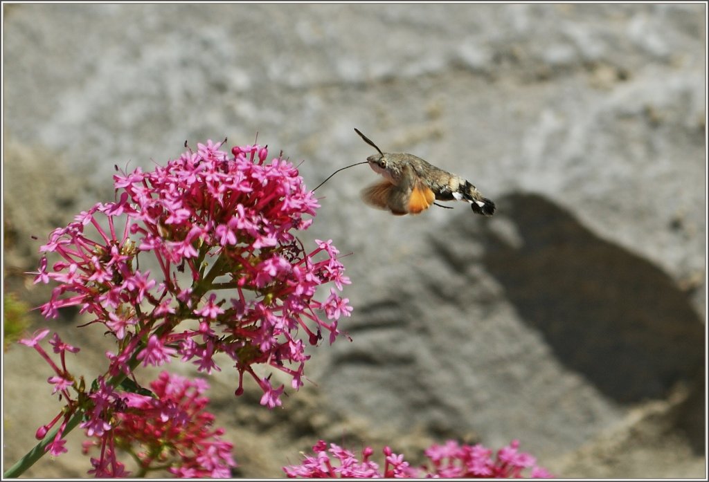 Ein Taubenschwnzchen beim Nektar saugen.
(28.05.2011) 