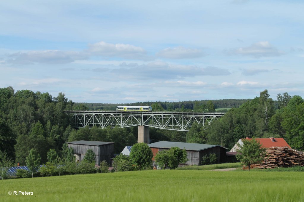 Eine Agilis aus Hof bei Unterthlau. 14.06.13