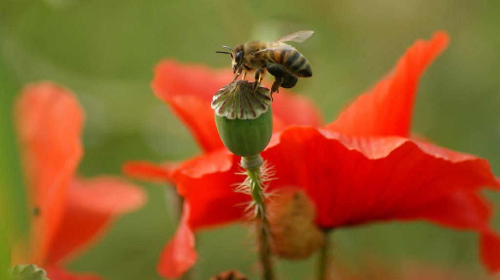 Eine Biene auf Nahrungssuche
(14.06.2010)