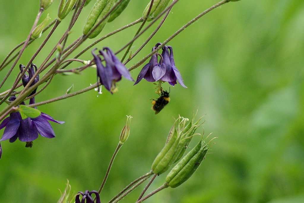 Eine Hummel beim Nektar sammeln.
(06.07.2010)