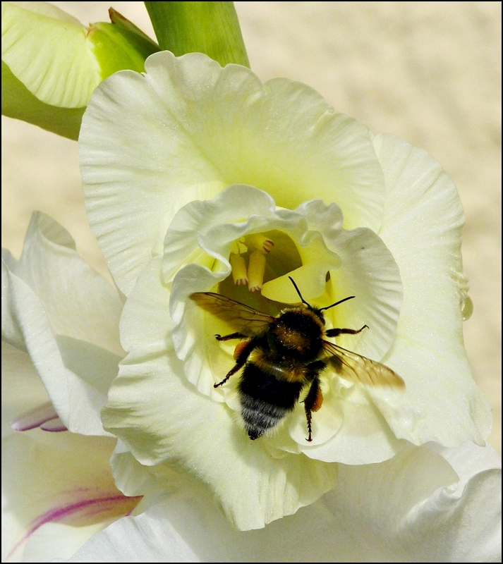 Eine Hummel besucht die Gladiole. 21.08.2012 (Jeanny)